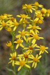 Woolly Butterweed blossoms detail