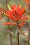 Linear-leafed Paintbrush bracts & blossoms detail