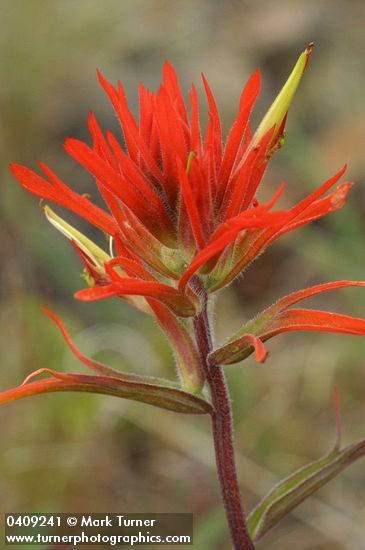 Castilleja linariifolia