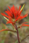 Linear-leafed Paintbrush bracts & blossoms detail