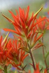 Linear-leafed Paintbrush bracts & blossoms detail