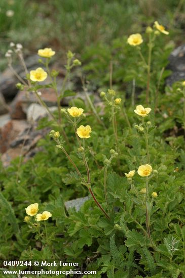 Potentilla glandulosa