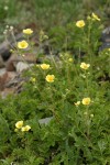 Sticky Cinquefoil