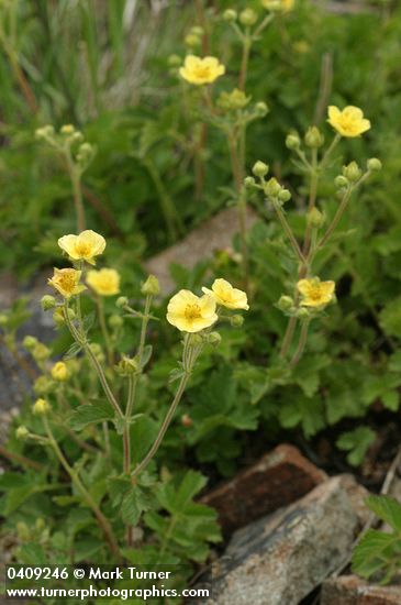 Potentilla glandulosa