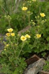 Sticky Cinquefoil