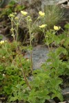 Sticky Cinquefoil