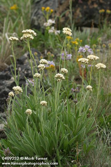 Antennaria argentea