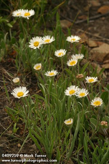 Erigeron eatonii var. villosus