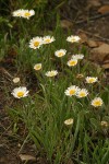 Eaton's Shaggy Daisy