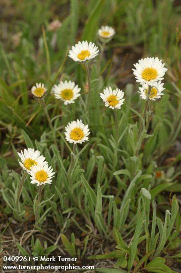 Erigeron eatonii var. villosus