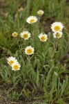 Eaton's Shaggy Daisy