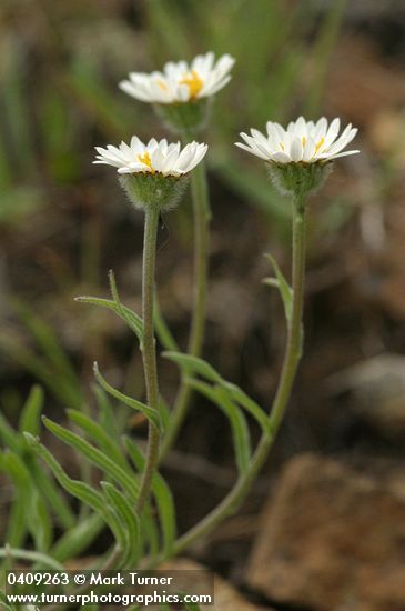 Erigeron eatonii var. villosus