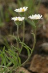 Eaton's Shaggy Daisy blossoms & foliage detail