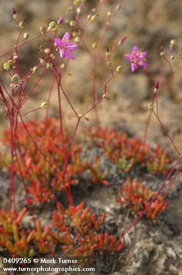 Talinum spinescens (Phemeranthus spinescens)