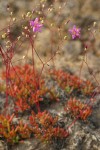 Spiny Fameflower