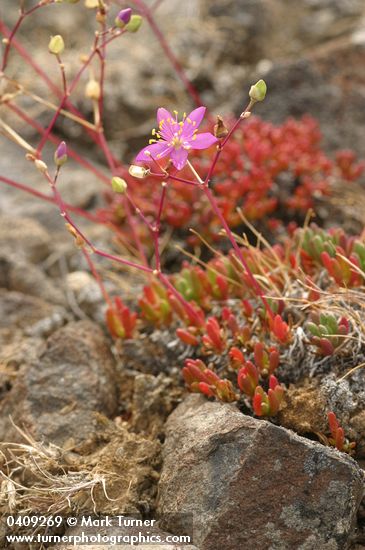 Talinum spinescens (Phemeranthus spinescens)