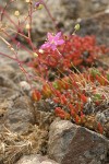 Spiny Fameflower