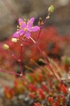 Spiny Fameflower blossom