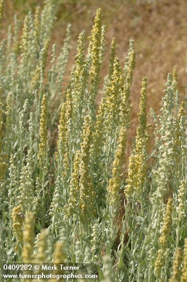 Artemisia ludoviciana