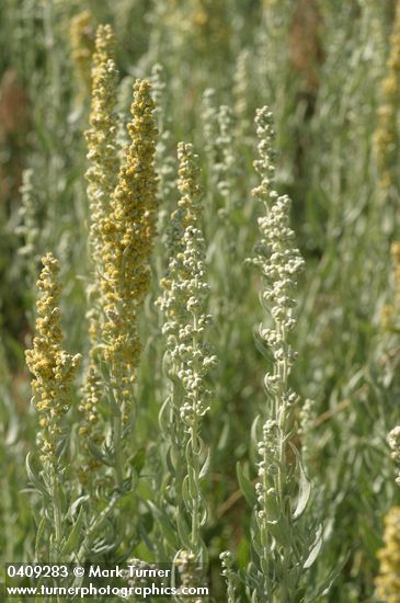 Artemisia ludoviciana