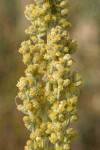 Silver Wormwood blossoms detail