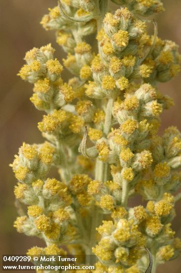 Artemisia ludoviciana