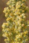 Silver Wormwood blossoms detail