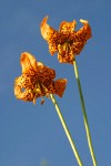 Wiggins Lily blossoms against blue sky