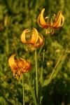 Wiggins Lily blossoms & foliage