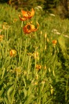 Wiggins Lilies in wet meadow at sunset