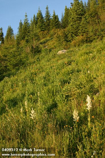 Lilium pardalinum ssp. wigginsii