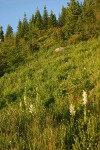 Wet meadow w/ Wiggins Lilies at sunset