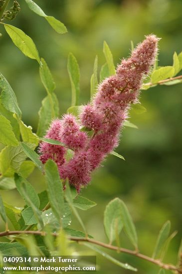 Spiraea douglasii