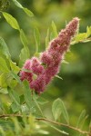 Hardhack blossoms & foliage detail