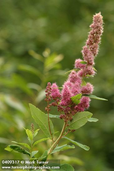 Spiraea douglasii