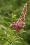 Hardhack blossoms & foliage detail