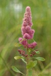 Hardhack blossoms & foliage detail