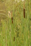 Broadleaf Cattails