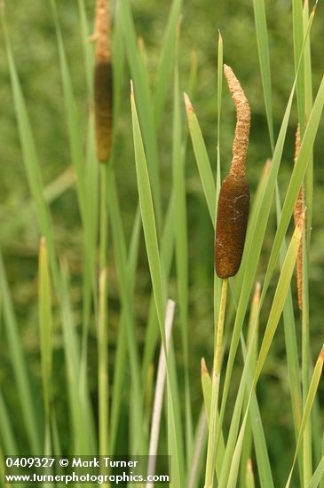 Typha latifolia