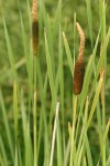 Broadleaf Cattail blossoms & foliage