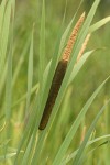 Broadleaf Cattail blossoms & foliage