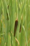 Broadleaf Cattail blossoms & foliage