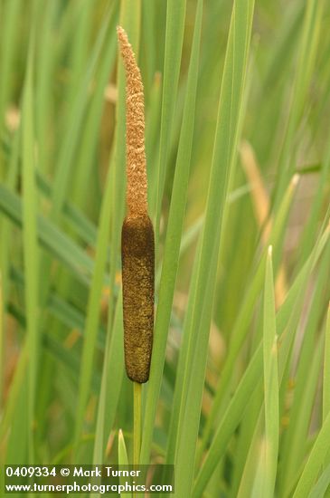 Typha latifolia