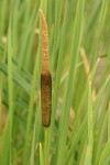 Broadleaf Cattail blossoms & foliage