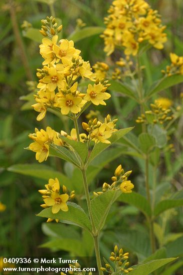 Lysimachia punctata