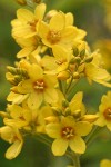 Large Yellow Loosestrife blossoms detail