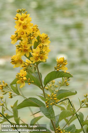 Lysimachia punctata