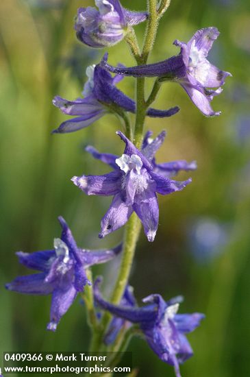 Delphinium burkei