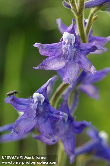 Delphinium burkei