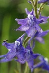Tall Meadow Larkspur blossoms detail